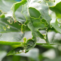 50 Pcs Insect Lures For Beet Armyworm (Spodoptera Exigua)